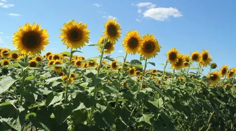 A field of Sunflowers 動画素材 8568915