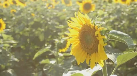 Field of sunflowers Stock-Footage 10860477