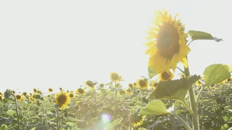 Field of sunflowers Stock-Footage 10860481