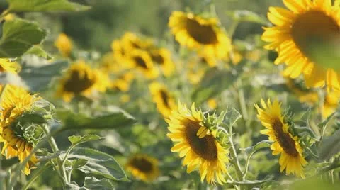 Field of sunflowers Stock-Footage 10860631