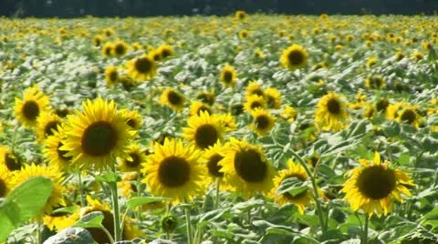 A field of sunflowers Stock Footage 11797663