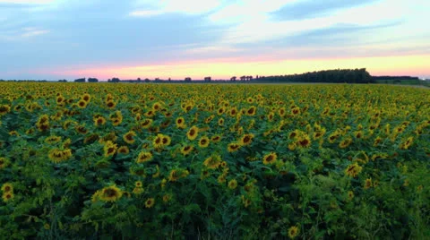 Field of sunflowers Stock Footage 25822320