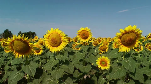 Field of Sunflowers 스톡 동영상 29658480