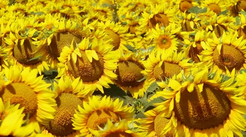 Field of Sunflowers Video stock 29658492