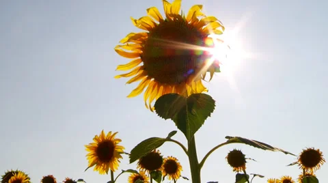 Field of sunflowers Video stock 34978176