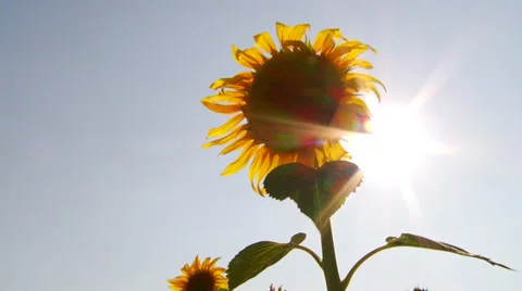 Field of sunflowers Stock Footage 34978256