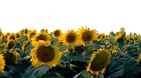 Field Of Sunflowers Stock-Footage 37019226