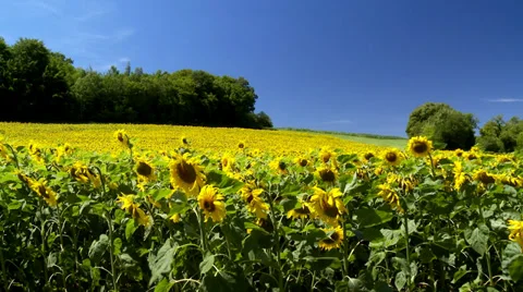 Field of Sunflowers Stock Footage 38993148