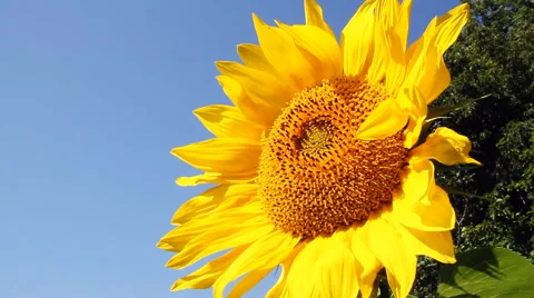 Field of sunflowers Stock Footage 41032933