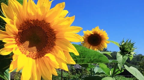 Field of sunflowers Stock Footage 41043559