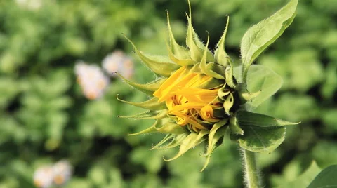 Field of sunflowers Stock-Footage 41046794