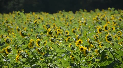 Field of Sunflowers 動画素材 41936772
