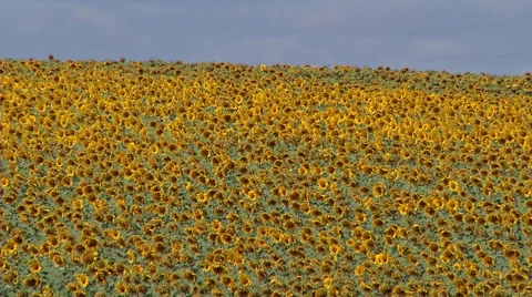 Field of sunflowers Stockbeeldmateriaal 48151963