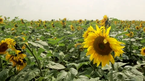 Field of sunflowers Stock Footage 48768968