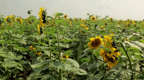 Field of sunflowers Stock Footage 48769003