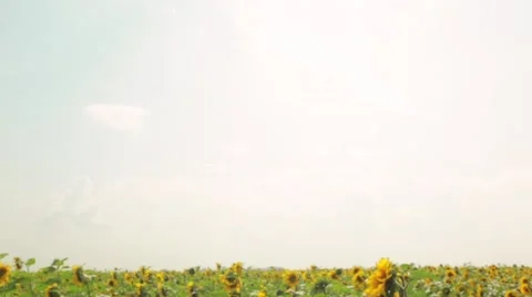 Field of sunflowers Stock Footage 48769072