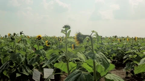 Field of sunflowers Stock Footage 48769113