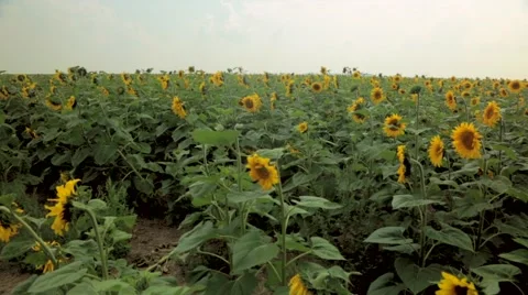 Field of sunflowers Stock Footage 48769168