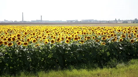 Field Of Sunflowers Stock Footage 55651231