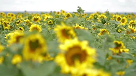 Field of sunflowers 스톡 동영상 58090941