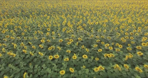 Field of sunflowers Stock Footage 67086117