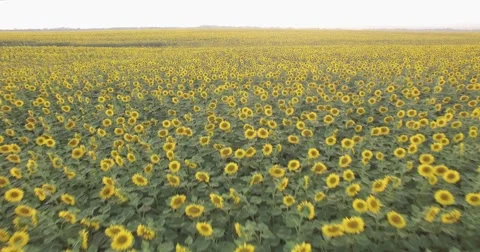 Field of sunflowers Stock Footage 67087974