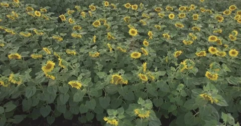 Field of sunflowers Stock Footage 67088962