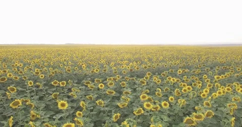 Field of sunflowers Stock Footage 67089287