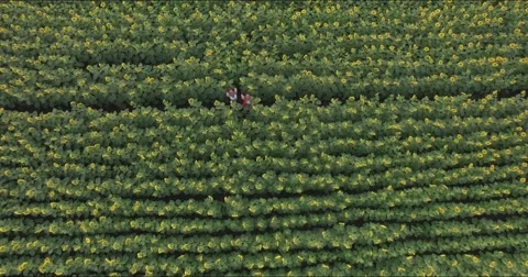 Field of sunflowers Stock Footage 68628352