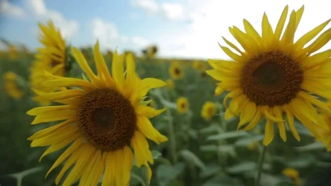 Field of sunflowers Stock Footage 73183103
