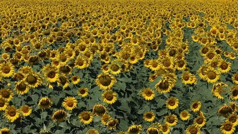 A field of sunflowers Stock Footage 77403107