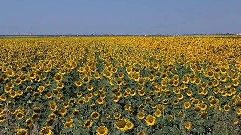 A field of sunflowers Stock Footage 77414319