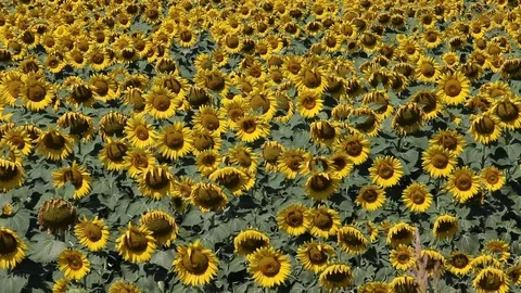 A field of sunflowers Stock Footage 77426697