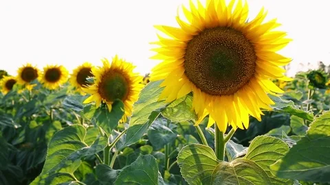 Field of sunflowers Stock Footage 77586852
