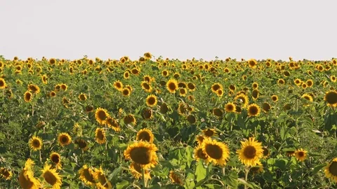 Field of sunflowers Video stock 77634810