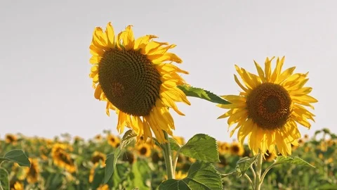 Field of sunflowers Stock Footage 77634985