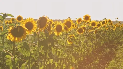Field of sunflowers Stock Footage 77635198