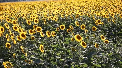 Field of sunflowers Stock Footage 78686582