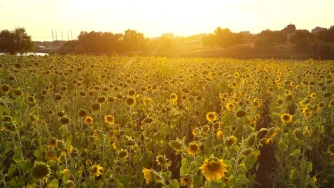 Field of sunflowers Stock Footage 79012809