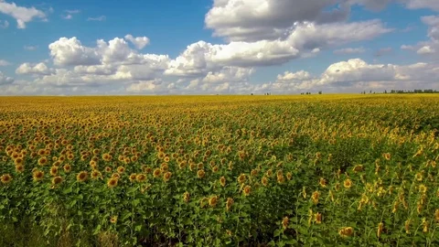 Field of sunflowers. Stock Footage 79042068