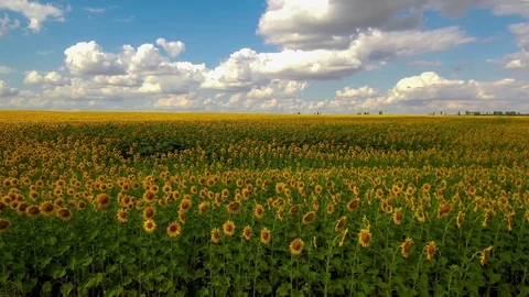 Field of sunflowers. Stock Footage 79047971