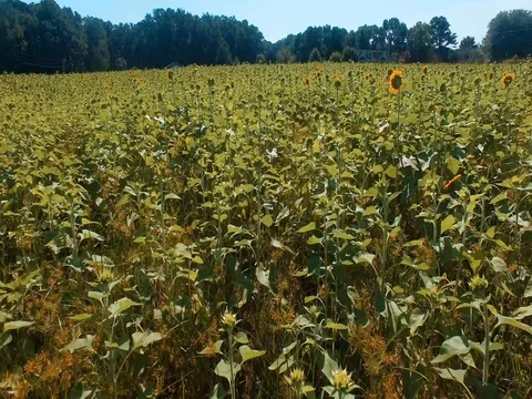 A field of sunflowers Stock Footage 79212283