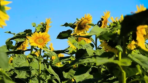 Field of sunflowers Stock Footage 80477741