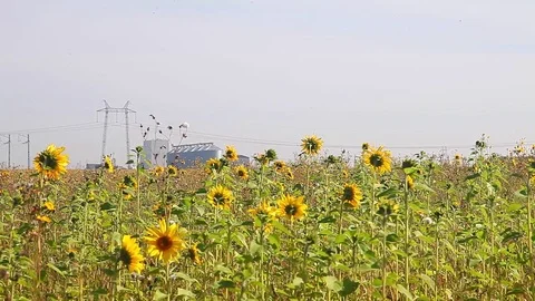 Field of sunflowers Stock Footage 81029114
