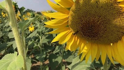 Field of sunflowers 動画素材 82462442
