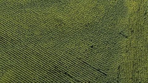  Field of sunflowers Stock Footage 83219010
