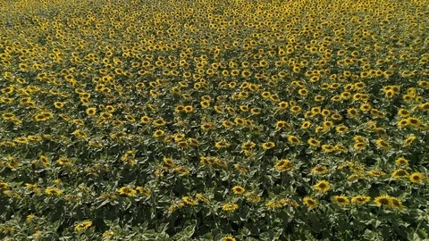  Field of sunflowers Stock Footage 83219088