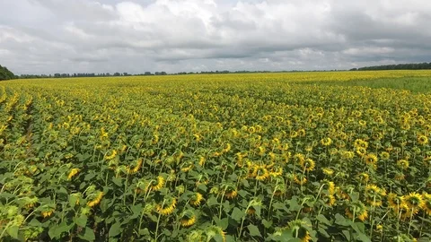 Field of sunflowers Stockbeeldmateriaal 92693002