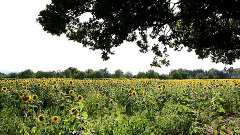 Field of sunflowers Stock Footage