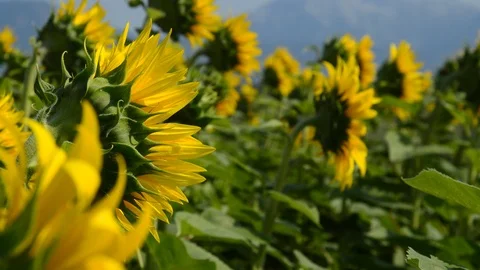 Field of sunflowers Stock Footage 94327316